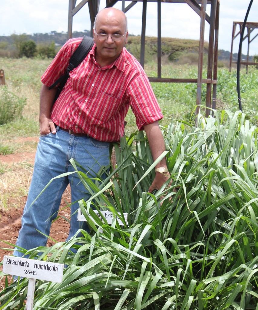 Dr Sita Ghimire, lead scientist in the BecA-led project on Brachiaria, examines one of the varieties under testing at the KALRO-Katumani experimental field. (photo credit: ILRI/Samuel Mungai)