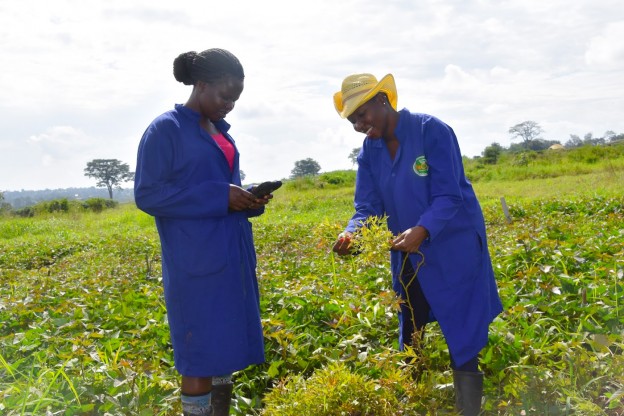 Joanne Adero (right) with a colleague collecting disease data at the sweet potato trial fields in NaCRRI, Uganda.