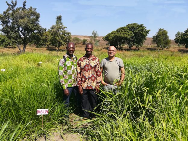 Paul with his supervisors at Brachiaria experimental plots at Garoua, North region of Cameroon