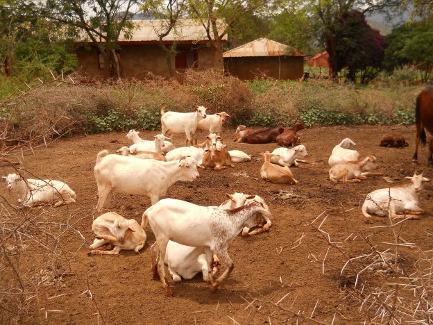 Goats housed in a kraal, Tanzania