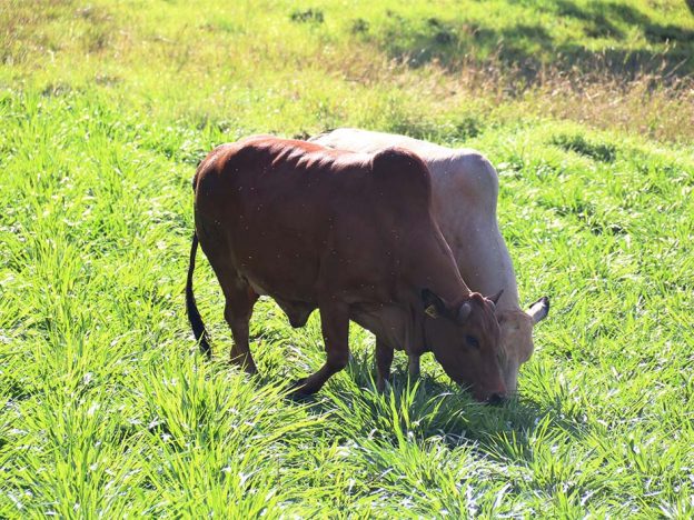 Cattle feeding on Brachiaria grass